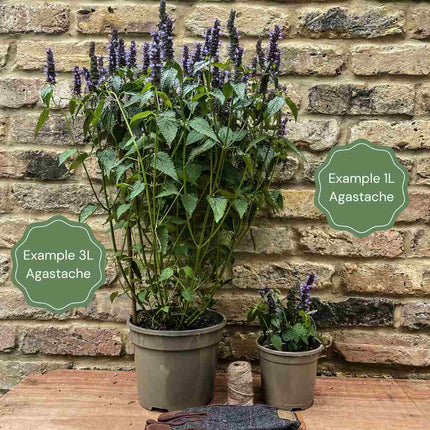 Agastache 'Little Adder' Perennial Bedding