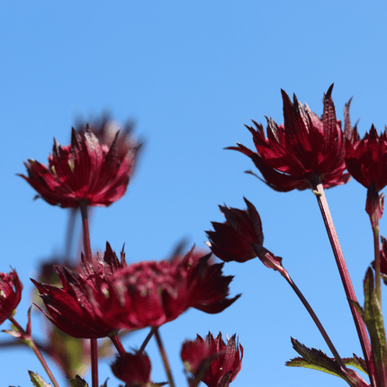 Astrantia 'Star of Love' Perennial Bedding