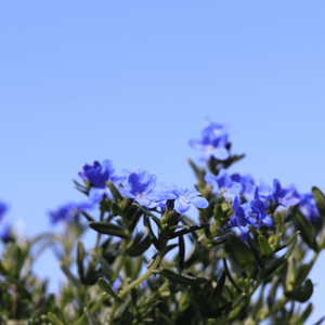 Lithodora 'Grace Ward' Perennial Bedding