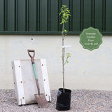 'Victoria' Plum Tree Fruit Trees