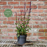 Salvia 'Blue Hill' Perennial Bedding