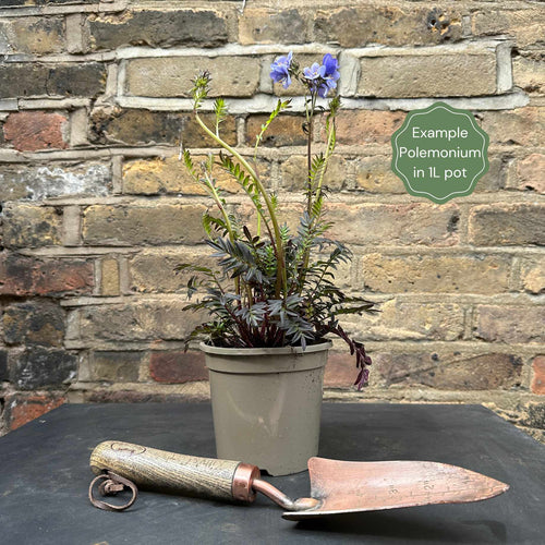 Polemonium 'Golden Feathers' Perennial Bedding