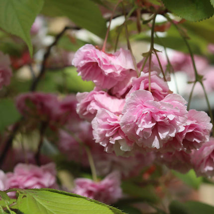 Japanese Cherry Blossom Tree | Prunus serrulata 'Kanzan' Ornamental Trees