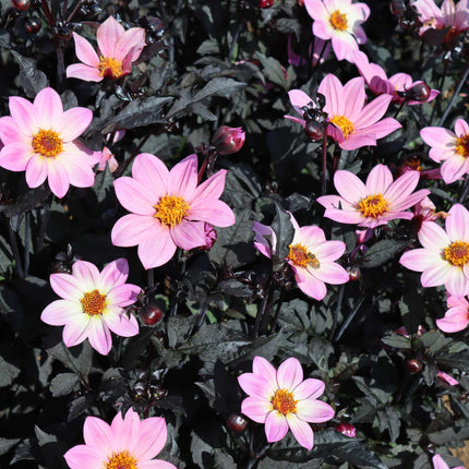 Dahlia 'Happy Days Pink' Jumbo Plug Plants Annual Bedding