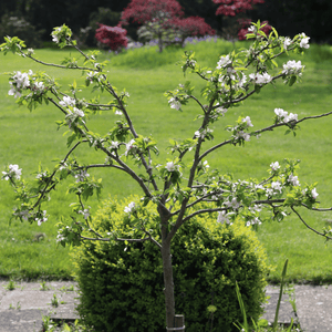 'Discovery' Semi-Dwarf Apple Tree Fruit Trees