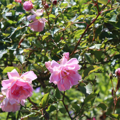 Pink Tea Roses 'Pink Perfection' Scented Hybrid Tea Rose – Roots Plants