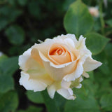 'Many Thanks' Groundcover Rose Shrubs