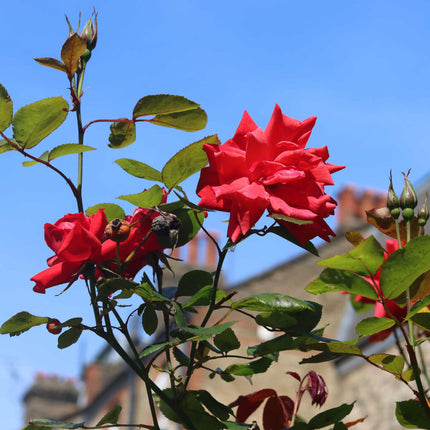 'Lucky Charm' Hybrid Tea Rose Shrubs