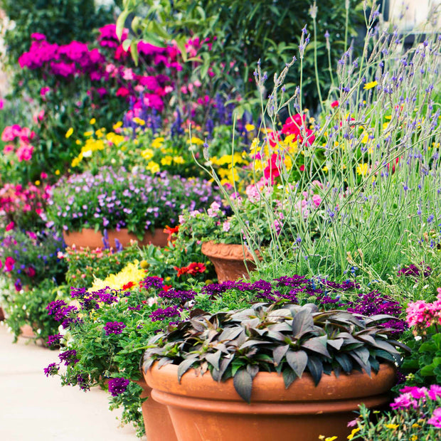 Best Plants for Pots | Perennials for Container Gardens Perennial Bedding