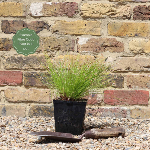 Fibre Optic Plant | Isolepsis Cerna| Oxygenating Pond Plants
