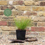 Fibre Optic Plant | Isolepsis Cerna| Oxygenating Pond Plants