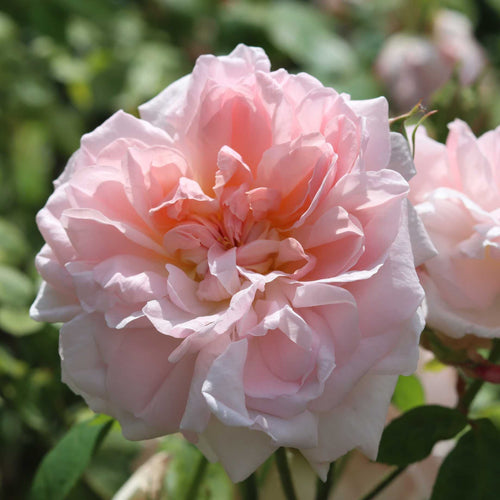'Cinderella' Shrub Rose Shrubs
