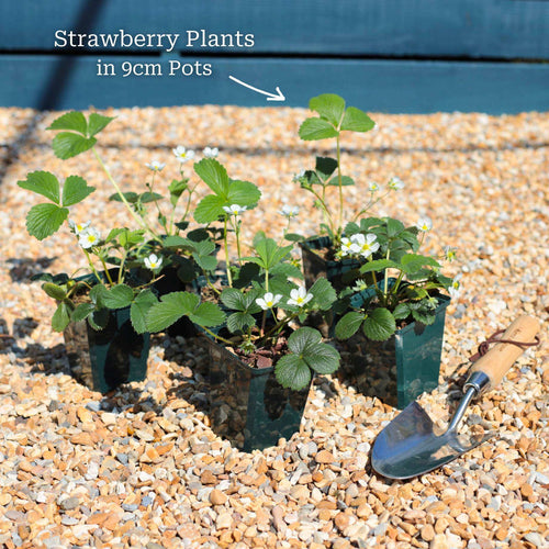 'Honeoye' Strawberry Plants Soft Fruit