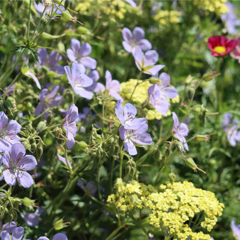 Geranium 'Dreamland' Perennial Bedding