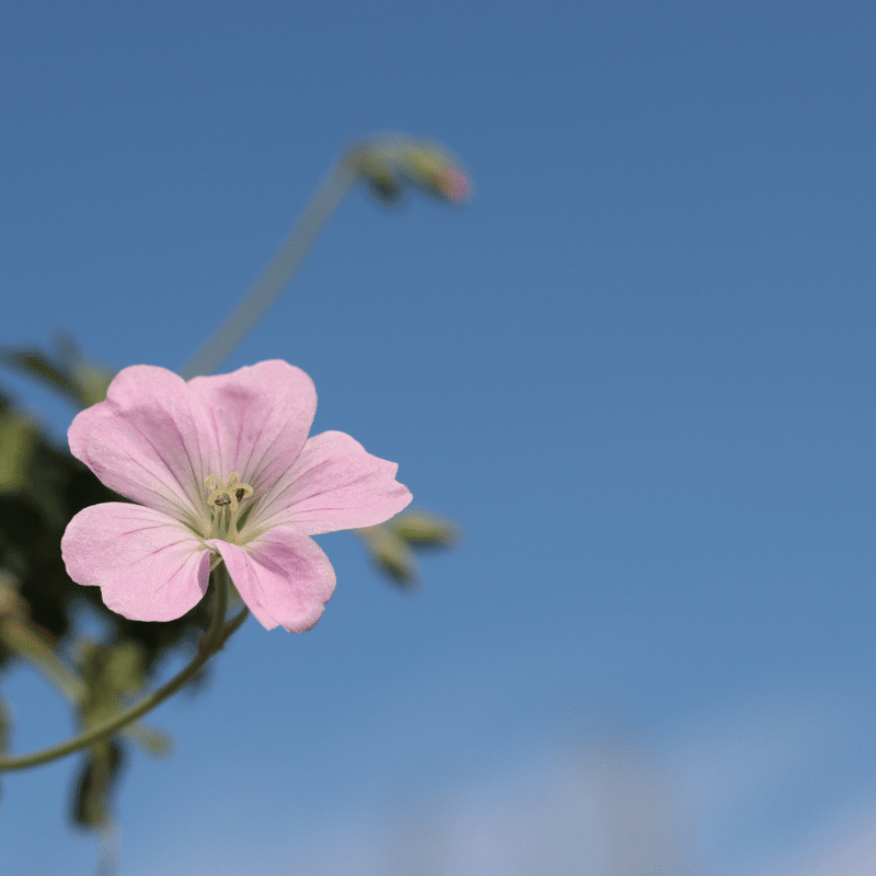 Geranium 'Dreamland' Perennial Bedding