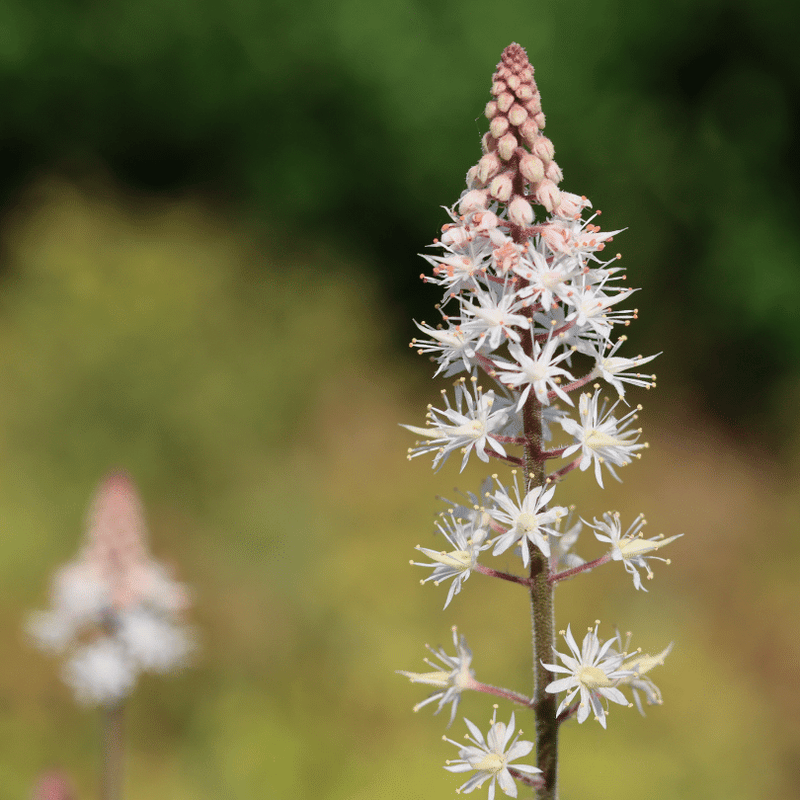 Tiarella 'Pink Skyrocket' Perennial Bedding