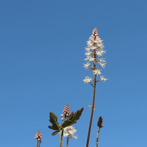 Tiarella 'Pink Skyrocket' Perennial Bedding