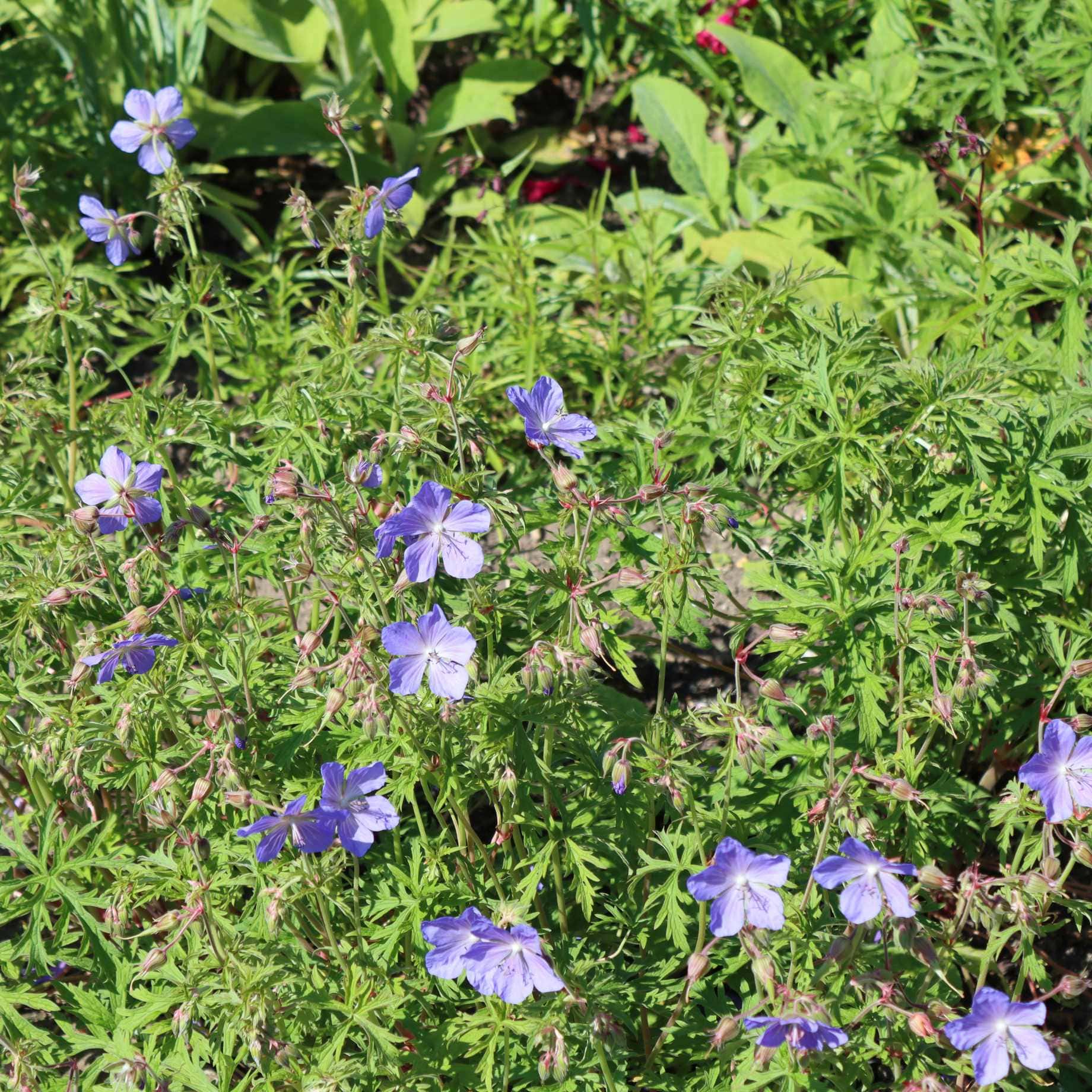 Geranium 'Rozanne' – Roots Plants