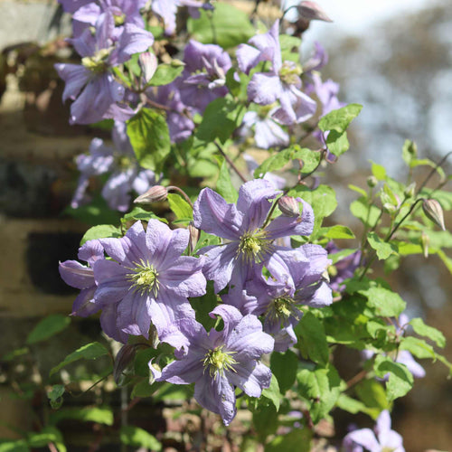 Clematis 'Prince Charles' Climbing Plants