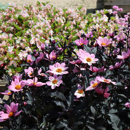 Dahlia 'Happy Days Pink' Jumbo Plug Plants Annual Bedding