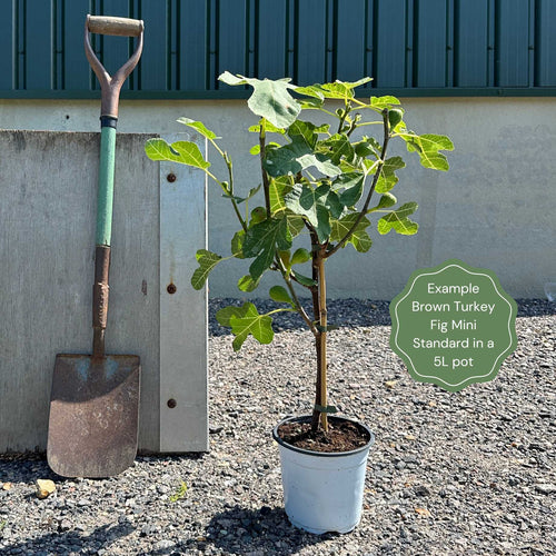 UK Hardy Fig Tree | 'Brown Turkey' Mediterranean Fruit Trees