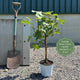 UK Hardy Fig Tree | 'Brown Turkey' Mediterranean Fruit Trees