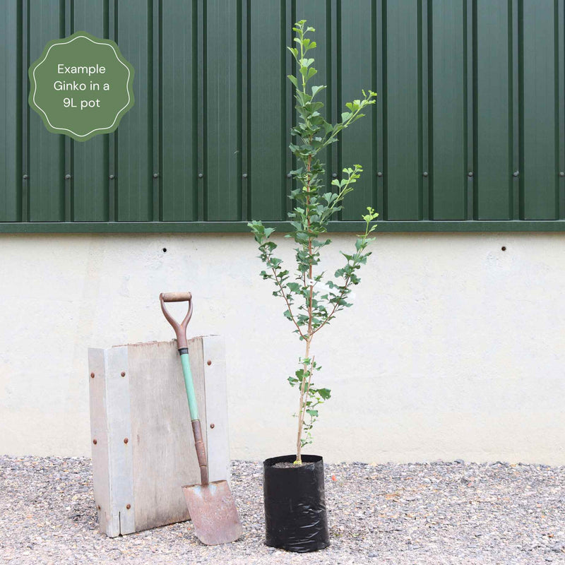 Columnar Gingko | Ginkgo biloba 'Menhir' Ornamental Trees