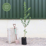 Columnar Gingko | Ginkgo biloba 'Menhir' Ornamental Trees