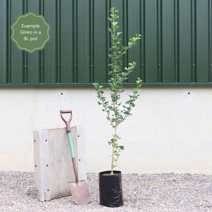 Columnar Gingko | Ginkgo biloba 'Menhir' Ornamental Trees