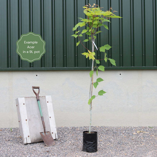 Paperbark Maple Tree | Acer griseum Ornamental Trees