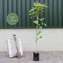 Paperbark Maple Tree | Acer griseum Ornamental Trees