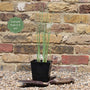 Corkscrew Rush | Juncus effusus spiralis Pond Plants
