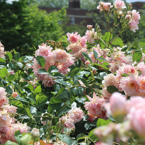 'Cinderella' Shrub Rose Shrubs