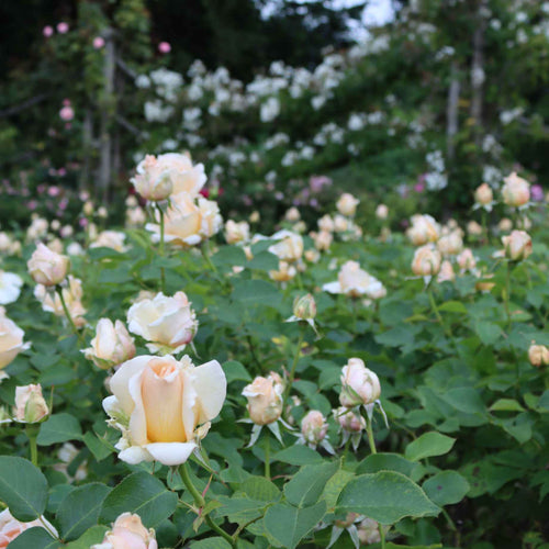 'Many Thanks' Groundcover Rose Shrubs