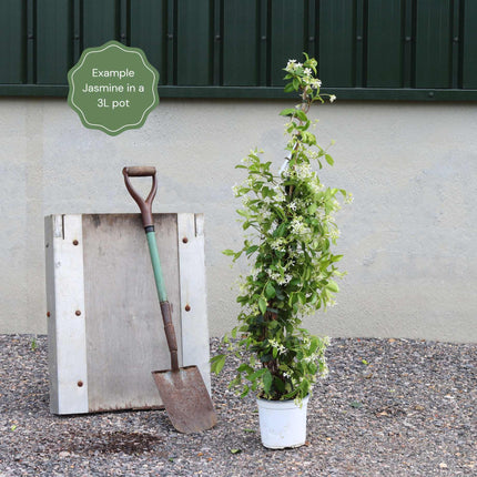 Yellow Star Jasmine | Trachelospermum jasminoides 'Star of Tuscany' Climbing Plants