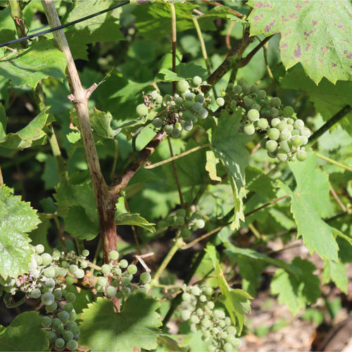 'Phoenix' Outdoor Grape Vine Soft Fruit