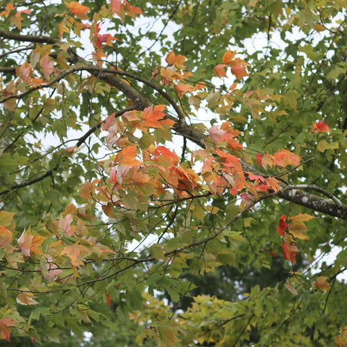 Canadian Red Maple Tree | Acer rubrum 'Fairview Flame' Ornamental Trees
