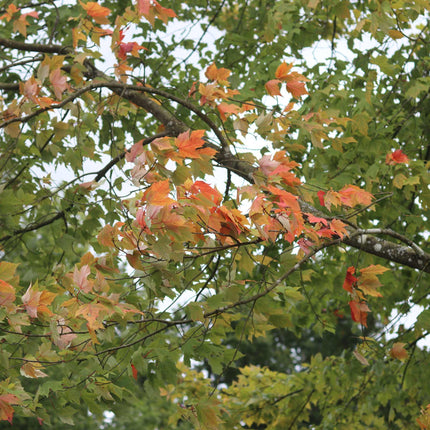 Canadian Red Maple Tree | Acer rubrum 'Fairview Flame' Ornamental Trees