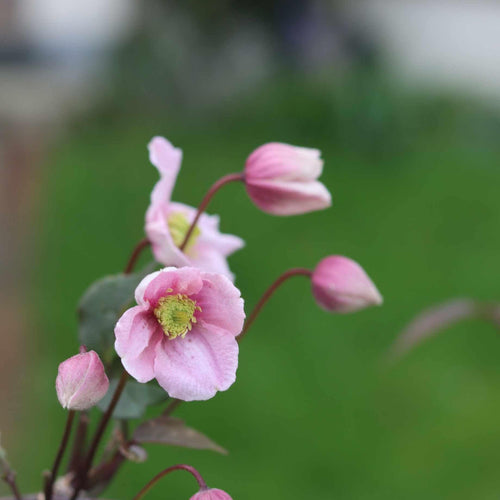 Clematis montana 'Rubens' Climbing Plants