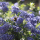 Ceanothus 'Southmead' Shrubs