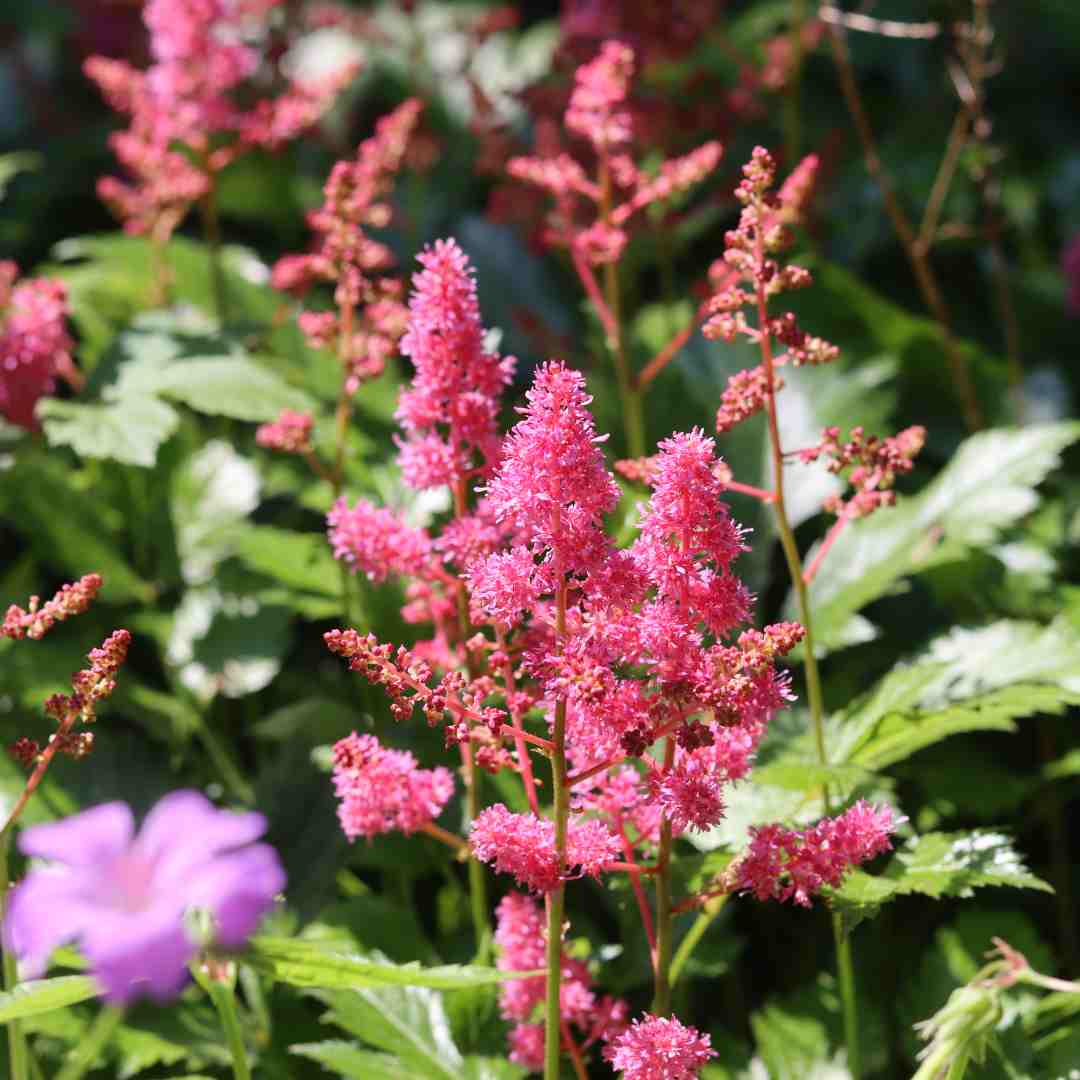 Astilbe Pink