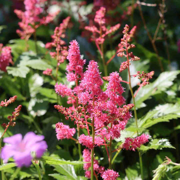 Astilbe Pink Pond Plants