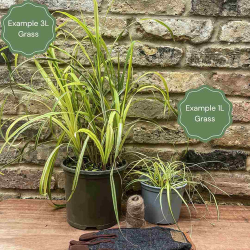 The Ultimate Ornamental Grasses Collection Perennial Bedding