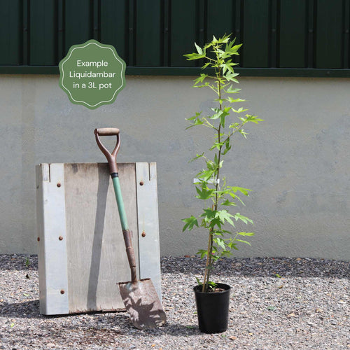 Sweetgum Tree | Liquidambar styraciflua Ornamental Trees