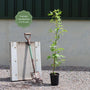 Sweetgum Tree | Liquidambar styraciflua Ornamental Trees