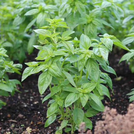 Organic British Basil Plants Vegetables