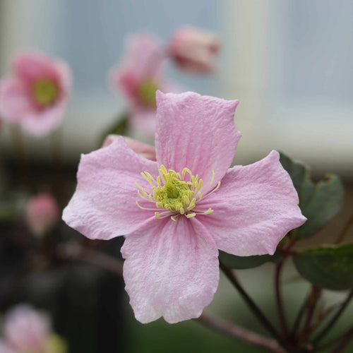 Clematis montana 'Rubens' Climbing Plants