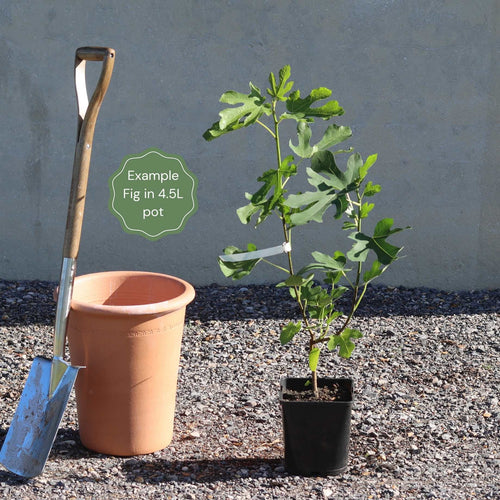 UK Hardy Fig Tree | 'Brown Turkey' Soft Fruit