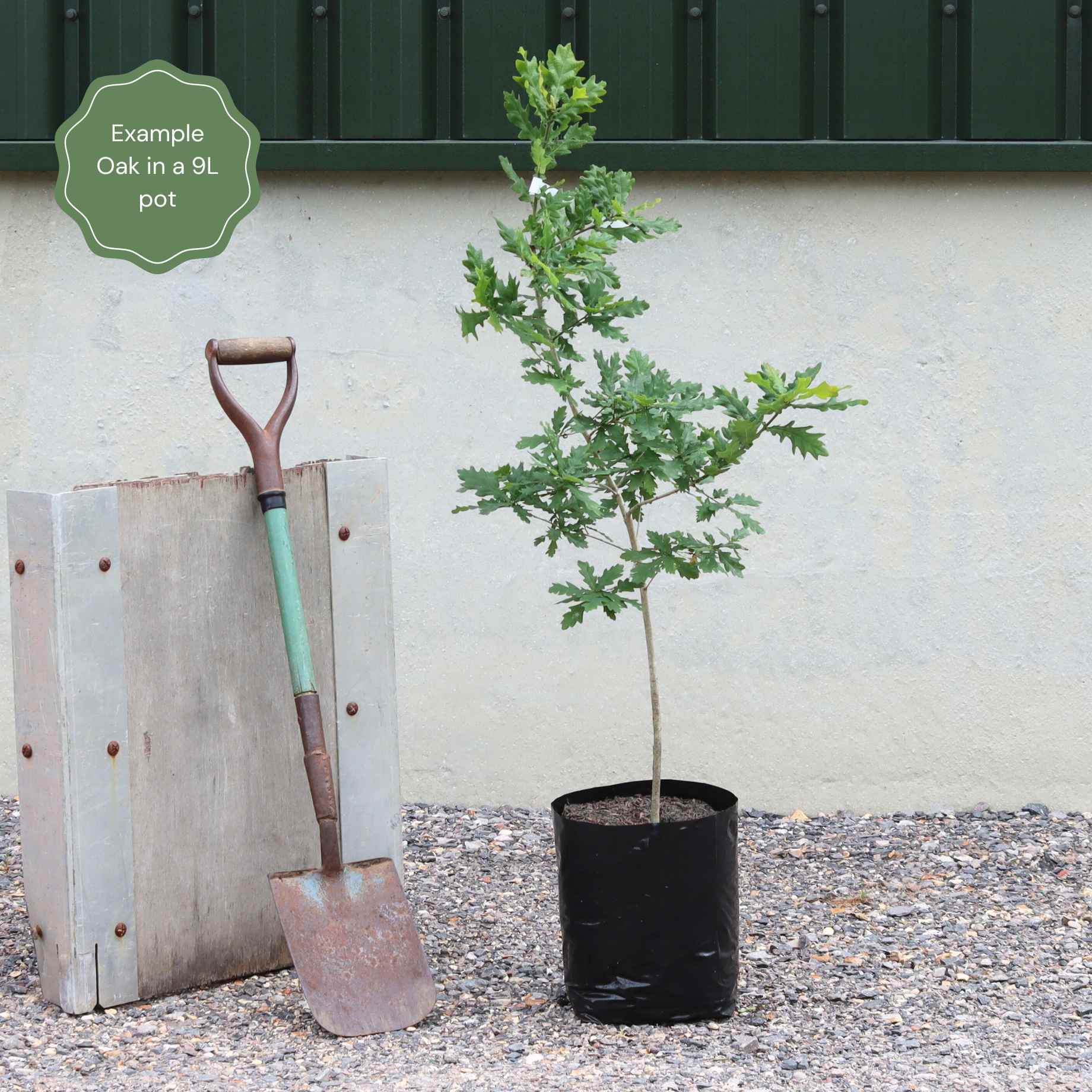 English Oak Tree | Quercus robur – Roots Plants