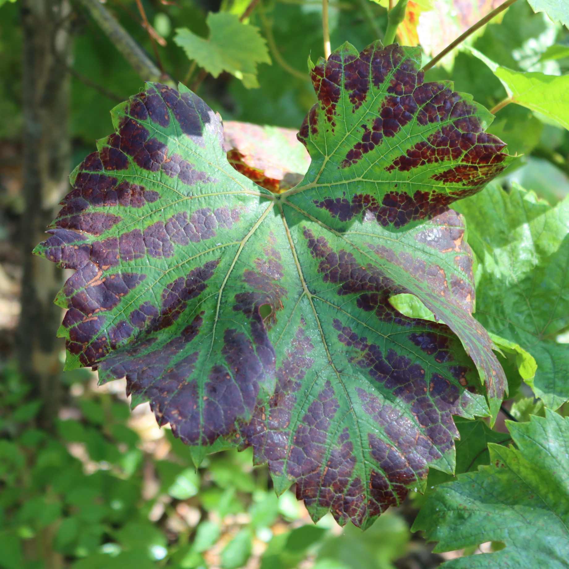 Brant Roots Ornamental Grape Vine | Vitis 'Brant' – Roots Plants